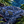 Load image into Gallery viewer, Açaï en décor naturel

