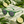 Load image into Gallery viewer, Lunettes de soleil Combava posées près de combavas verts

